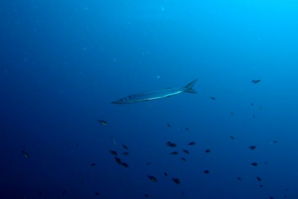 Becune  Sphyraena lucasana